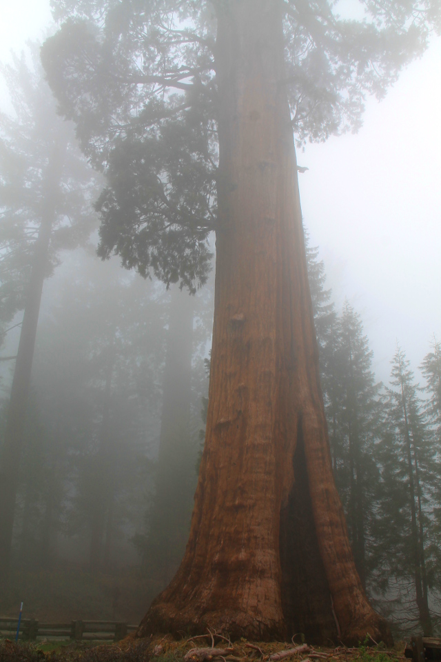 Iso mammuttipetäjä museon edessä. 