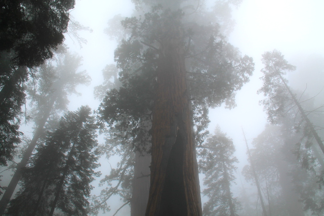 Sequoiat sumussa, ne saavat otettua usvasta kosteutta talteen. 