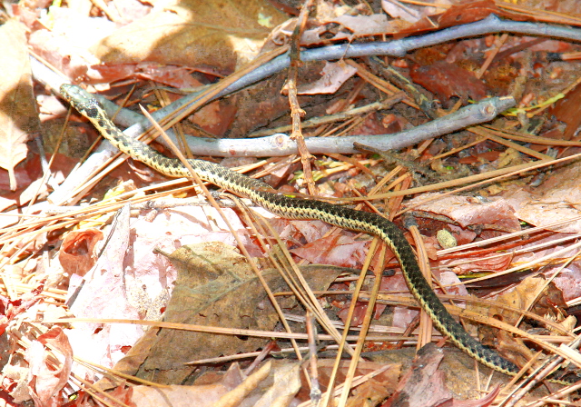 Polun vieressä oli pieni käärme, varmaankin sierran sukkanauhakäärme. 