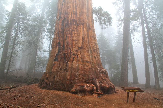 The President -niminen iso puu. 