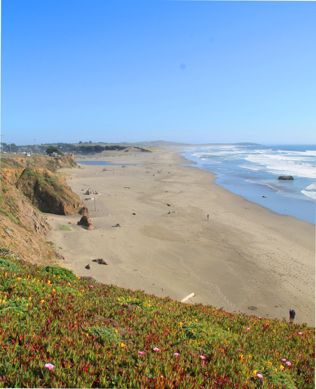 tyynenmeren rantaa ja kukkia