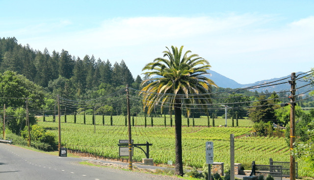 Parhaat kuvat viinitarhoista tulisi varmasti tiloilta, pitäisi tähdätä kukkuloilta laaksoon. Me vain ajoimme laakson pohjalla olevaa tietä, joka kuulemma viikonloppuisin on aika tukossa viikonloppulomailijoista.