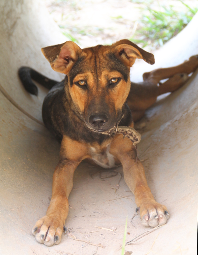 Aladdinin pitäisi päästä Kanadaan. Se oli jo matkalla Bangkokissa asti, mutta sitten lentovapaaehtoisten lentoyhteyksiin tuli muutos eikä Aladdin päässyt lentämään kotiinsa vielä. Takaiskuna Aladdin joutui vielä palaamaan keskukselle, mutta toivottavasti saa pian kyydin. Itsepäinen ja ihana isopäinen ja -tassuinen kaveri. 