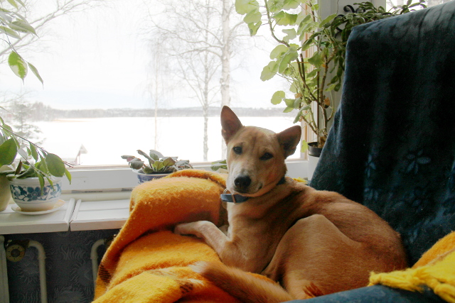 Alfa lempitähystyspaikassaan.