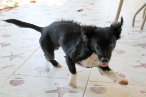 Bella tuotiin keskukselle myöhään illalla, joku oli syöttänyt sille ongenkoukun. Se piti kiidättää pohjoiselle saarelle, jossa eläinlääkärit olivat pitämässä sterilointiklinikkaa. 