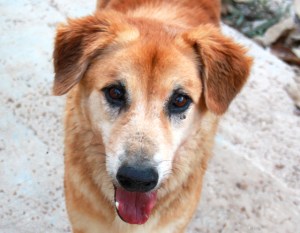 Bonjourilla oli koti, mutta naapuri uhkasi leikata sen jalat ja viilsi sen takajalkoja. Bonjour tuli meille hoitoon eikä tietenkään voi palata takaisin. Nyt tämä maailman kiltein iso pehmo tarvitsisi kodin. 
