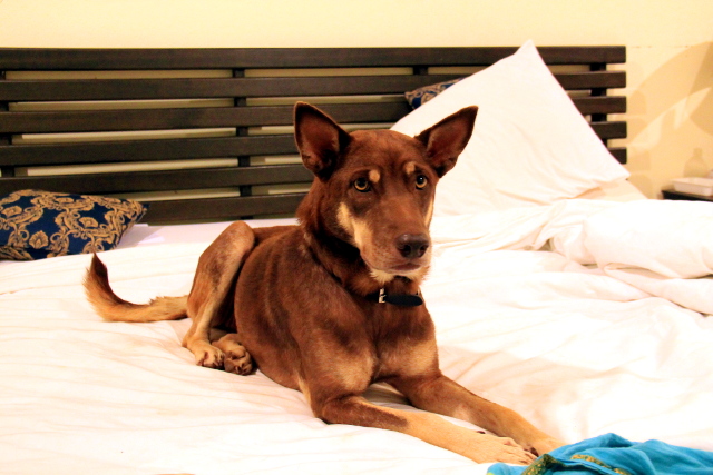 Brownie Phuketissa minun kanssani.