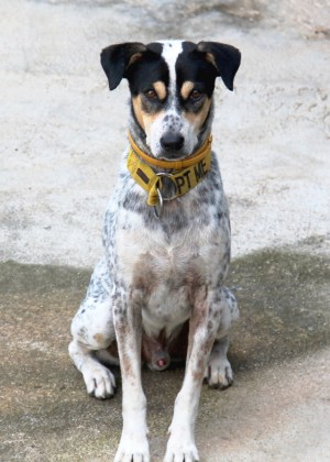 Buddy on nuori poika Koh Phi Phin saarelta, josta se tuotiin Koh Lantalle huonokuntoisena ja laihana pari vuotta sitten. Se hoidettiin kuntoon ja se jäi Lanta Animal Welfarelle, kun se oli ollut keskuksella jo pitkään ja kissojen täyttämänä saarena Phi Phi ei ole hyvä paikka kodittomille koirille.