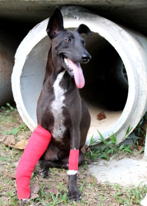 Dam tuotiin keskukselle keskellä yötä kun auto oli törmännyt siihen. Sen jalka jouduttiin amputoimaan. Se huusi seuraavan yön kun morfiini on Thaimaassa kiellettyä. Olisi ihan mielenkiintoista tietää mitä melusta valittavien ihmisten mielestä tuossa tilanteessa olisi pitänyt tehdä. Vapaaehtoinen nukkuin yön sen vieressä kennelissä. Dam tervehtyi hyvin ja juoksentelee nyt Klong Daon rannalla. 