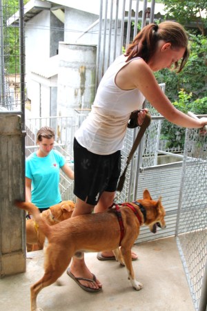 Vapaaehtoiset vievät Deng- ja Noodle -koirat vierailijoiden kävelytettäväksi. 