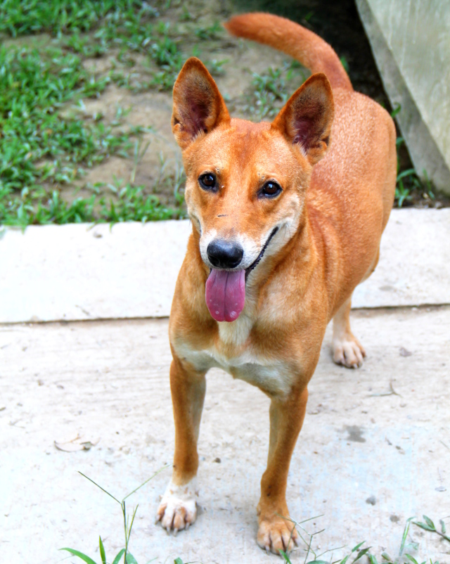 Deng on iso ja energinen nuori poika. Se tarvitsee kunnon lenkkejä ja vahvan lenkittäjän, joka ei voi vastustaa noita isoja ystävällisiä silmiä. 