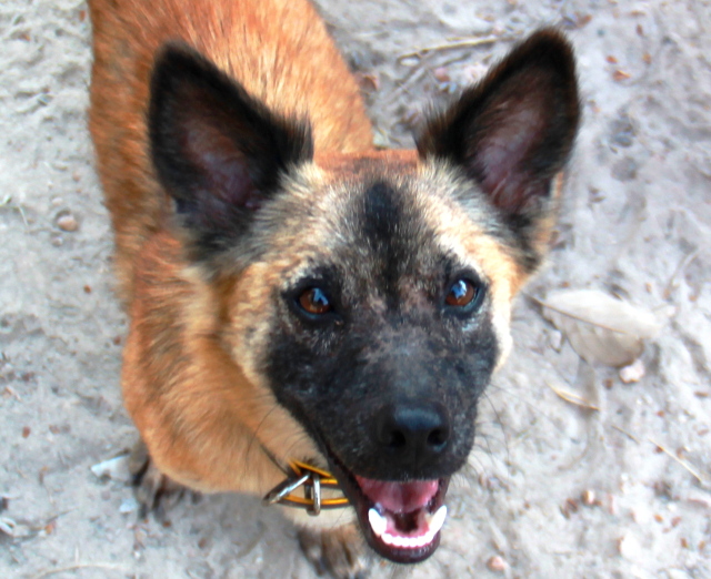 Gizmon piti mennä takaisin Koh Lanta kaduille kunhan sen iho-ongelma saatiin kuriin, mutta yksi vapaaehtoinen vain rakastui ja päätti viedä Gizmon Iso-Britanniaan. Gizmon pitäisi päästä lähtemään viimeistään toukokuussa emäntänsä matkassa. Jotkus vierailijat ovat luulleet Gizmoa hyeenaksi :) 