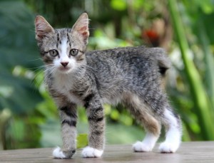 Ruikulipentu dumpattiin Lanta Animal Welfarelle. Onneksi se sai pian paikallisen kodin. LAW pitää usein sunnuntaisin adoptiotapahtuman paikallisessa puistossa, jotta kissat saisivat kodin. 