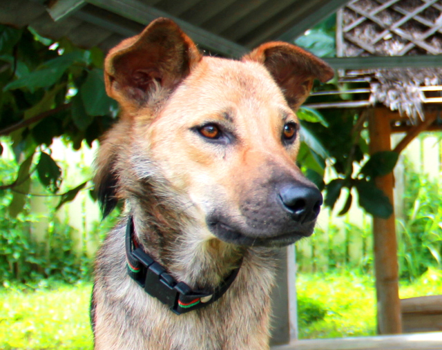 Lipe on Time for Lime -ravintolaan keskukselta muuttanut nuori poika, joka tarvitsisi kodin. Se ei ole mitenkään riidanhaluinen, mutta ei sopeutunut muihin koiraryhmiin. Se tuli Koh Lipen saarelta, kun sen takajaloissa näytti olevan vikaa, mutta se on jokin vanha vamma, joka ei aiheuta hänelle haittaa - Lipe kävelee kunnon kävelyitä. Huomaa kauniit vinot silmät. 