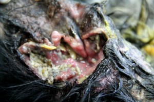 Madonsyömä koirankorva, joka kyllä saatiin hoidettua ja koira lähti lopulta kotiinsa. Tropiikissa on tärkeää pitää haavat puhtaina. 