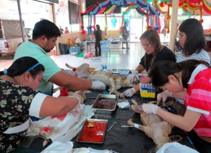 Lanta Animal Welfare järjesti sterilointiklinikan Krabin tiikeritemppelille. 