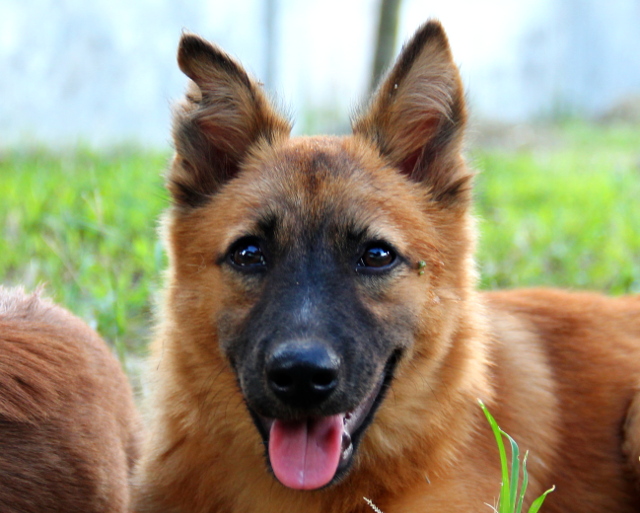 Monroe-pentu on yksi kolmesta sisaruksesta, jotka tuotiin Krabin tiikeritemppeliltä Koh Lantalle täynnä koiranpuremia, joihin kärpäsen toukat olivat iskeneet. Yksi pennuista on jo kotonaan, Monroe ja Ivy olisivat valmiita lähtemään kunhan niille olisi kyyti. Monroen pitäisi päästä Ranskaan. 