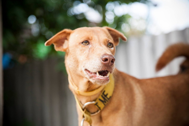 Noodle on vanhempi leidi, joka tuli keskukselle pari vuotta sitten. Se oli rantakoira Time for Limen lähellä, mutta se söi aina pilaantunutta kalaa rannoilta ja oli sairaana koko ajan. Sille katsottiin lopulta olevan parhaaksi tulla keskukselle asumaan ja tulla adoptoiduksi. Nuudeli on hyvä lastenvahti - uudet pennut laitetaan usein sen ryhmään oppimaan tapoja, koska Nuudeli kertoo niille milloin touhu menee liian hulluksi, mutta ei kuitenkaan koskaan vahingoita ketään. Kuva: LAW
