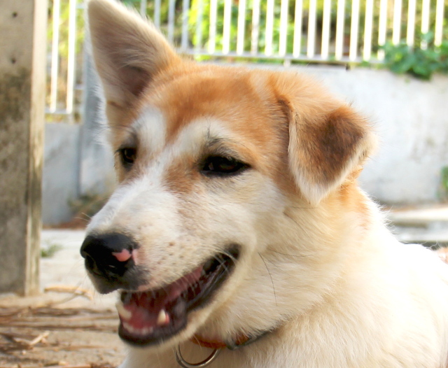 Nova on neljän pentueesta viimeinen tarhalla ja odottaa lähtöään Eurooppaan. Pari sen siskoa adoptoitiin Thaimaan sisällä ja yksi lähti Kanadaan (Kanadaan ja Yhdysvaltoihin prosessi on nopeampi kuin Eurooppaan), jossa onkin sopiva ilmasto tällaisille huskysekoituksille. 