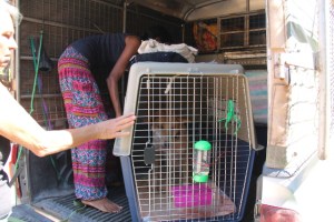 Lanta Animal Welfarelta lähtee keskimäärin yksi koira viikossa ulkomaille (käytännössä silti niitä voi lähteä useampi samalla erää), joten nämä lähtövalmistelut ovat tuttua puuhaa. Koira lähtee oikein varustellussa lentokopassa kohti lentokenttää adoptiokoordinaattorin hoidettua asiat kuntoon etukäteen. Mahdollinen lentovapaaehtoinen tapaa koiran lentokentällä. 