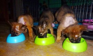 Nämä kolme pentua tuotiin meille Krabin tiikeritemppeliltä, missä isot koirat olivat pureskelleet niitä ja pennuilla madonsyömiä haavoja. Haavat hoidettiin ja nyt jokainen on adoptoitu, kaksi vielä odottaa meillä koteihinsa matkustamista. 