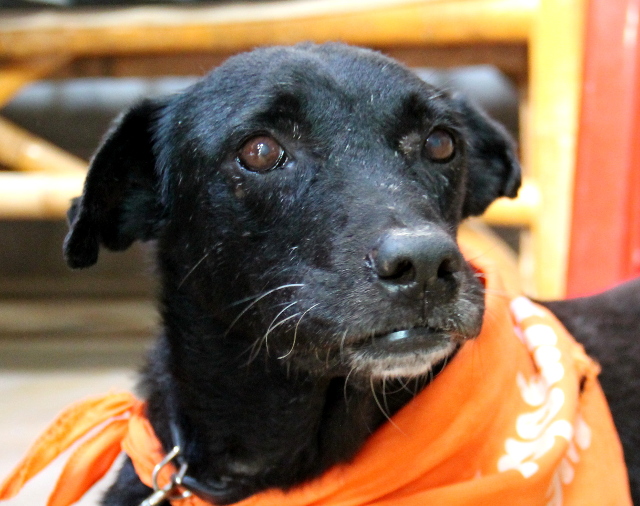 Poohi elää muiden vanhojen koirien, Sanchezin ja Yakin, kanssa samassa ja on kaunis labdorityttö. Sen takajaloissa on kulumaa, joten sitä ei voi viedä kuin lyhyille kävelyille. 