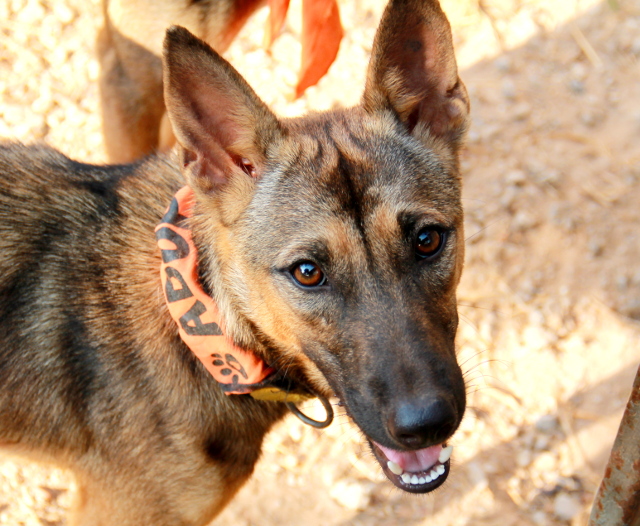 Rosie on pienikokoiseksi jääneen sakemannin näköinen ihana ryppyotsa. Se tuli keskukselle viime toukokuussa seitsemän vastasyntyneen sisaruksensa kanssa. Muut ovat jo uusissa kodeissaan, mutta tämä ihanuus on vielä Koh Lantalla. Ikää on vajaa vuosi ja luonne on helppo. 