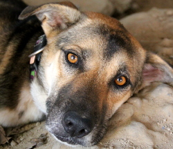 Rune-koira ei halunnut nousta kuvanottoa varten, kun kuopassa oli viileämpi maata. 