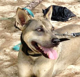 Sanchez on ihana iso vanha poika. Se on oikein hiljainen ja mietteliäs, mutta kissoja tai apinoita nähdessään päästää korkeat laulut. Olisi hienoa jos se pääsisi viettämään vanhuuden päivänsä kotioloihin. 