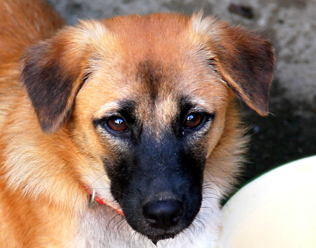 Skyla on Saksaan lähtevä pentu, jonka Lanta Animal Welfaren vapaaehtoiset pelastivat viime syksynä Koh Phi Phi saarella. He olivat lähdössä sieltä takaisin Koh Lantan lautalle kun näkivät ihmisiä meren rannalla hukuttamassa pentuja. Skyla ja hänen jo uuteen kotiin lähtenyt siskonsa pelastettiin siltä seisomalta turvaan. Skyla on ehkä ystävällisin ikinä tapaamani koira, aivan ihmeellinen pentu, jonka moni haluaisi viedä mukanaan. 