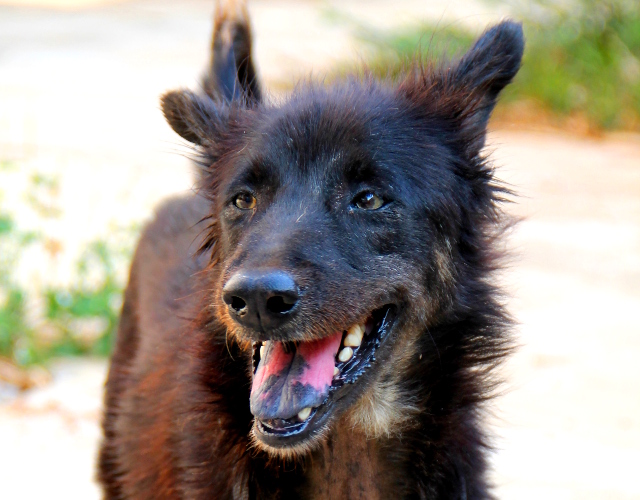 Wayne on kuusivuotias merimustalaiskylässä asunut poika, mutta siitä ei pidetty huolta ja se tuli keskukselle laihana ja iho huonossa kunnossa. Lanta Animal Welfaren perustaja Junie on tuntenut sen pennusta ja heille kehkeytyi niin hieno suhde että Wayne muuttaa hänen luokseen asumaan. 