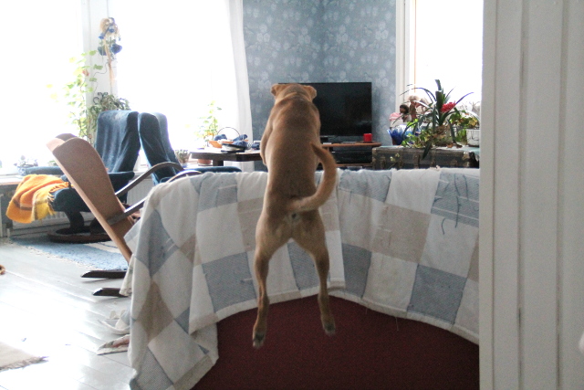 Wispan mielestä on helpompi hypätä sohvan selkänojan yli kuin kiertää se.