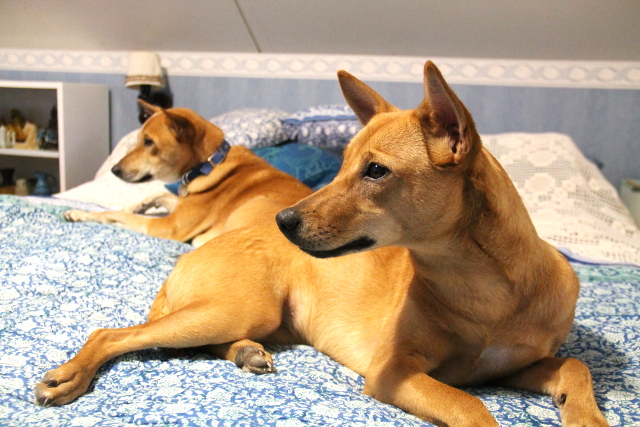 Maalla pääsin Thaimaasta elokuussa tuomieni Alfan ja Wispan luo.