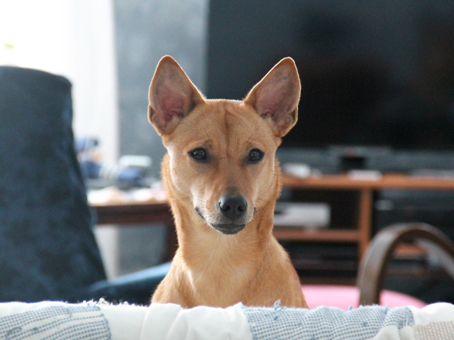 Wispan vakipaikka on sohva. Siinä missä Alfa tähyilee ulos, Wispa tarkkailee ihmisten puuhia sisällä.