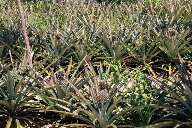 Ananasviljelmä tien varrella. 