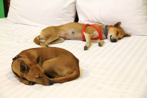 Koirat nukkuivat makeat yöunet. 