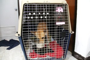 Koirat on hyvä opettaa syömään kopissansa, jotta ne yhdistävät kopin johonkin kivaan. 