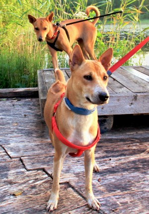 Toin Alfan Suomeen yhtä aikaa Wispan kanssa. Alfa olisi ollut valmis matkustamaan jo kesäkuussa 2015, mutta jäimme Koh Lantalle odottamaan Wispan valmistumista. Aloitimme Alfan prosessin Chiang Maissa helmikuussa 2015, hänet oli tuotu Care for Dogsin turvatarhalle lokakuussa 2014. 