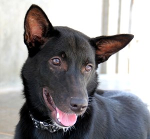 Ihana Brutus on Lanta Animal Welfarella odottamassa, että se pääsee matkustamaan Sveitsiin. 90 päivän aikana ei tarvitse olla eristyksissä muista koirista. 