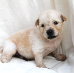 Tämmöisen nyt noin kuukauden ikäisen Dreamy-pennun voi adoptoida Suomeen, mutta se pääsee matkustamaan vasta puolen vuoden kuluttua. 