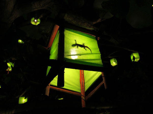 Gekko Time for Limen lyhdyssä. 