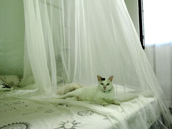 Otimme huoneeseemme kissoja yöksi. Silloin pitää muistaa ottaa myös kissanhiekkalaatikko ja vesikuppi. 