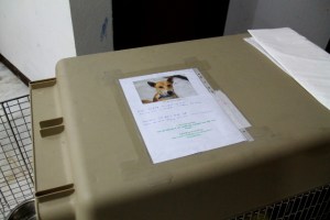 Koppaan on hyvä kiinnittää lappu, jossa on koiran kuva, nimi ja lentotiedot. Nämä ovat varmistamista ja koiran kuva toivonmukaan saa lentokenttätyöntekijät toimimaan sympaattisemmin koiraa kohtaan. 