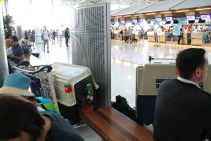 Odottelua Bangkokin lentokentällä ennen koirien viemistä over-size baggage -tiskille.