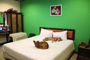 Koirat bungalowissamme. 