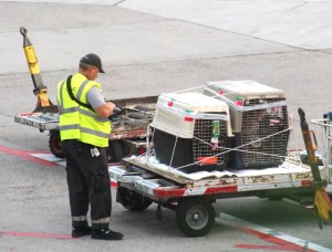 Koirat odottamassa lentokoneeseen lastaamista. 