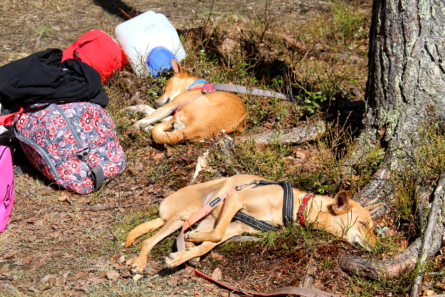 Koirat lähtötunnelmissa. 
