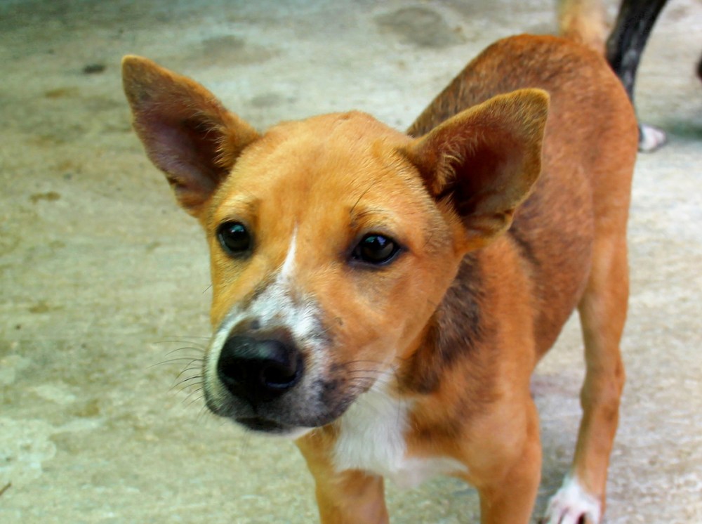 Laila-pentu Care for Dogsilta Chiang Maista. 