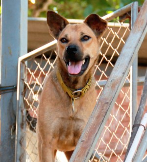 Lipe ei taida päästä Eurooppaan, mutta Yhdysvaltoihin tai Kanadaan sen voisi adoptoida, koska niissä ei vaadita rabiesvasta-ainetestin läpäisyä. 