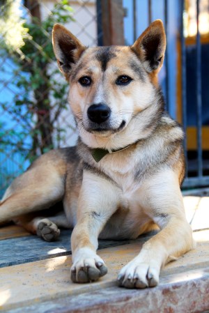 Malie on pelastettu koiranliharekasta. Nyt se asuu Euroopassa. 